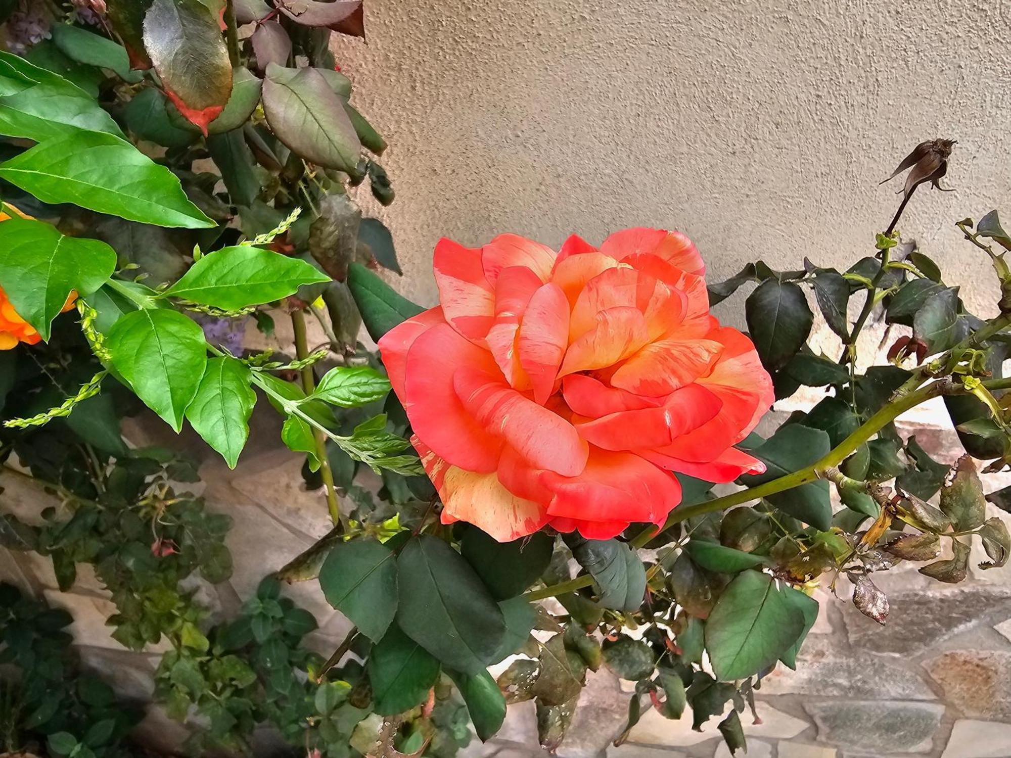 פלרמו Villa Rosa מראה חיצוני תמונה