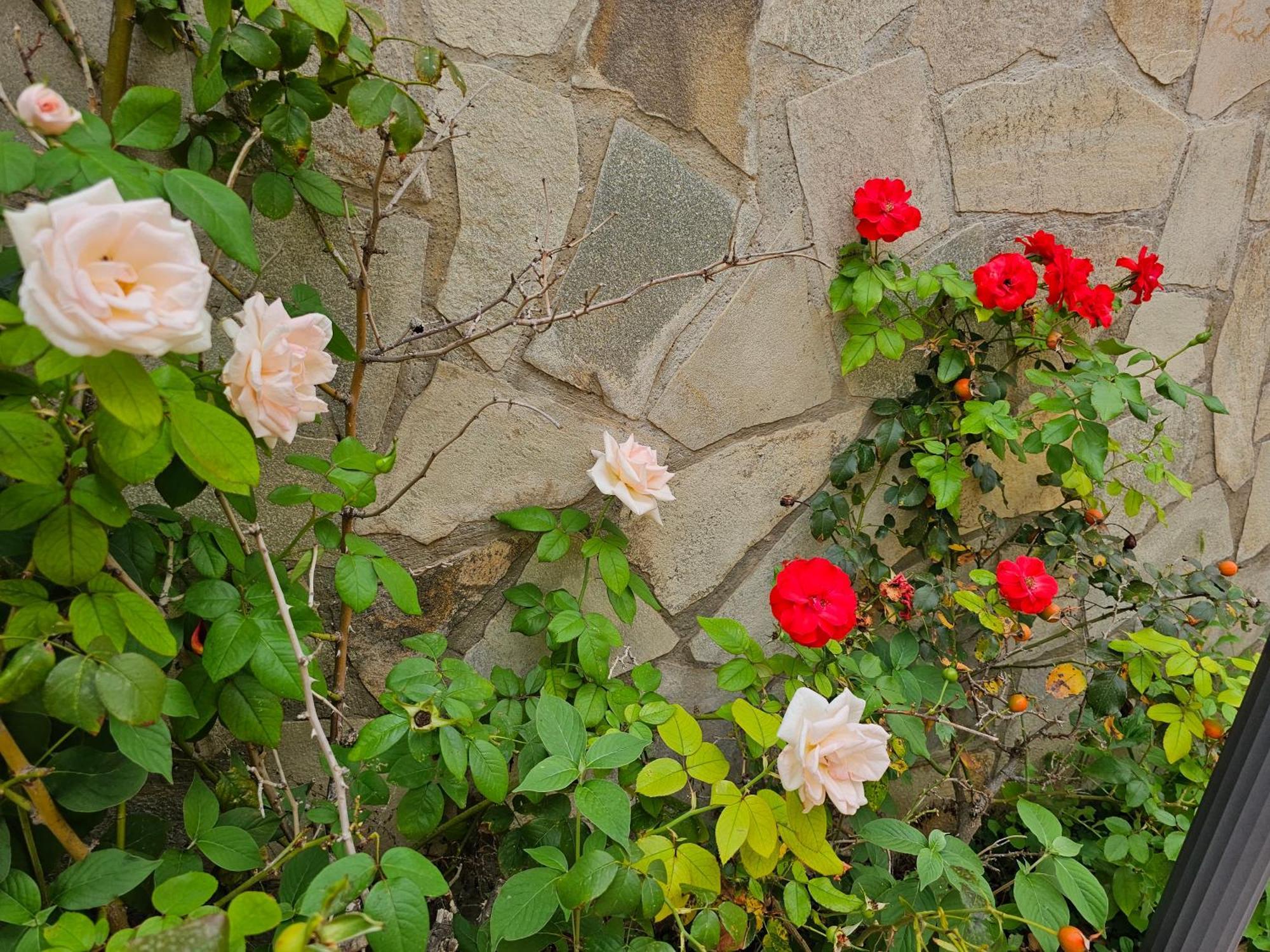 פלרמו Villa Rosa מראה חיצוני תמונה
