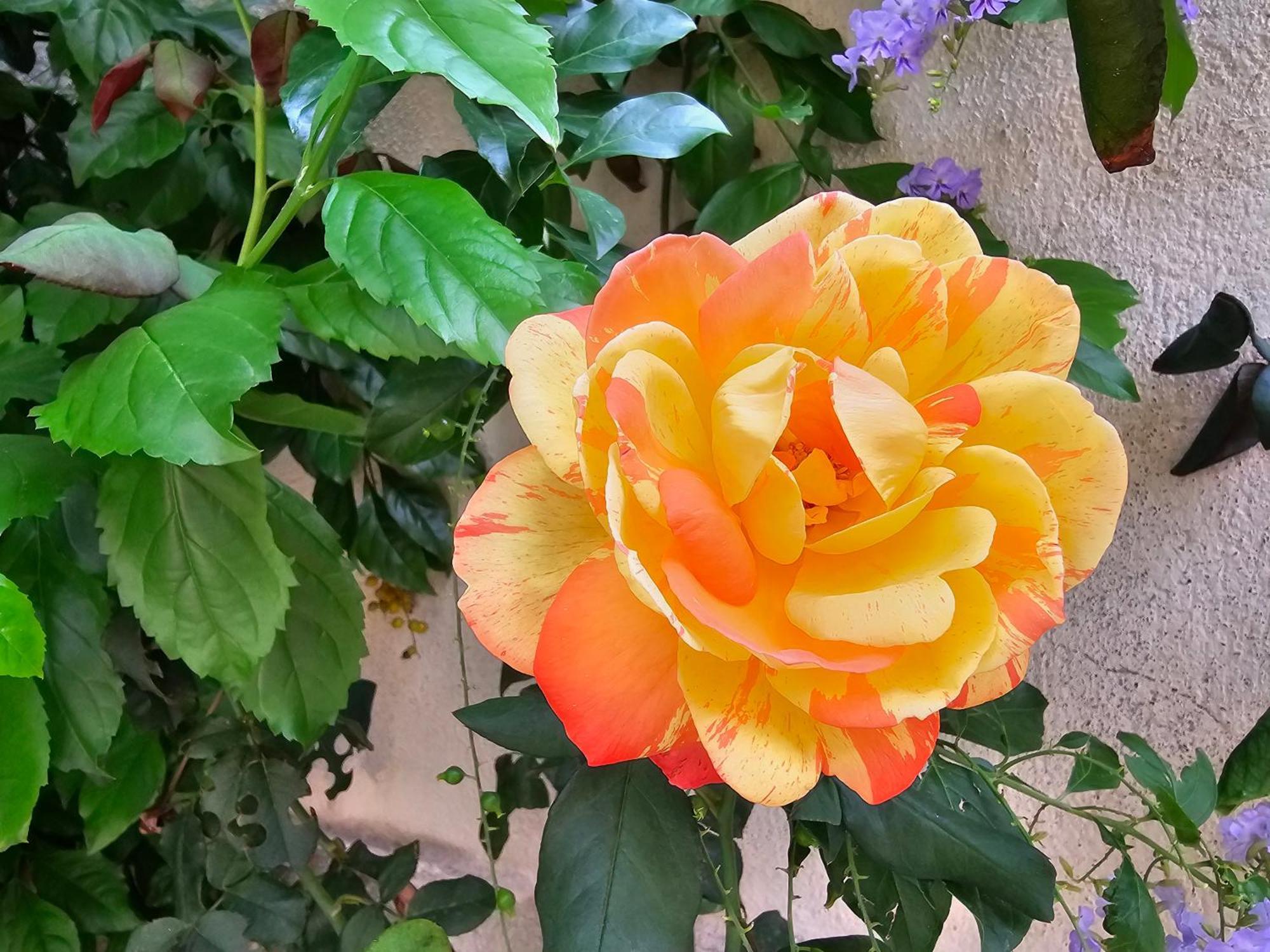 פלרמו Villa Rosa מראה חיצוני תמונה