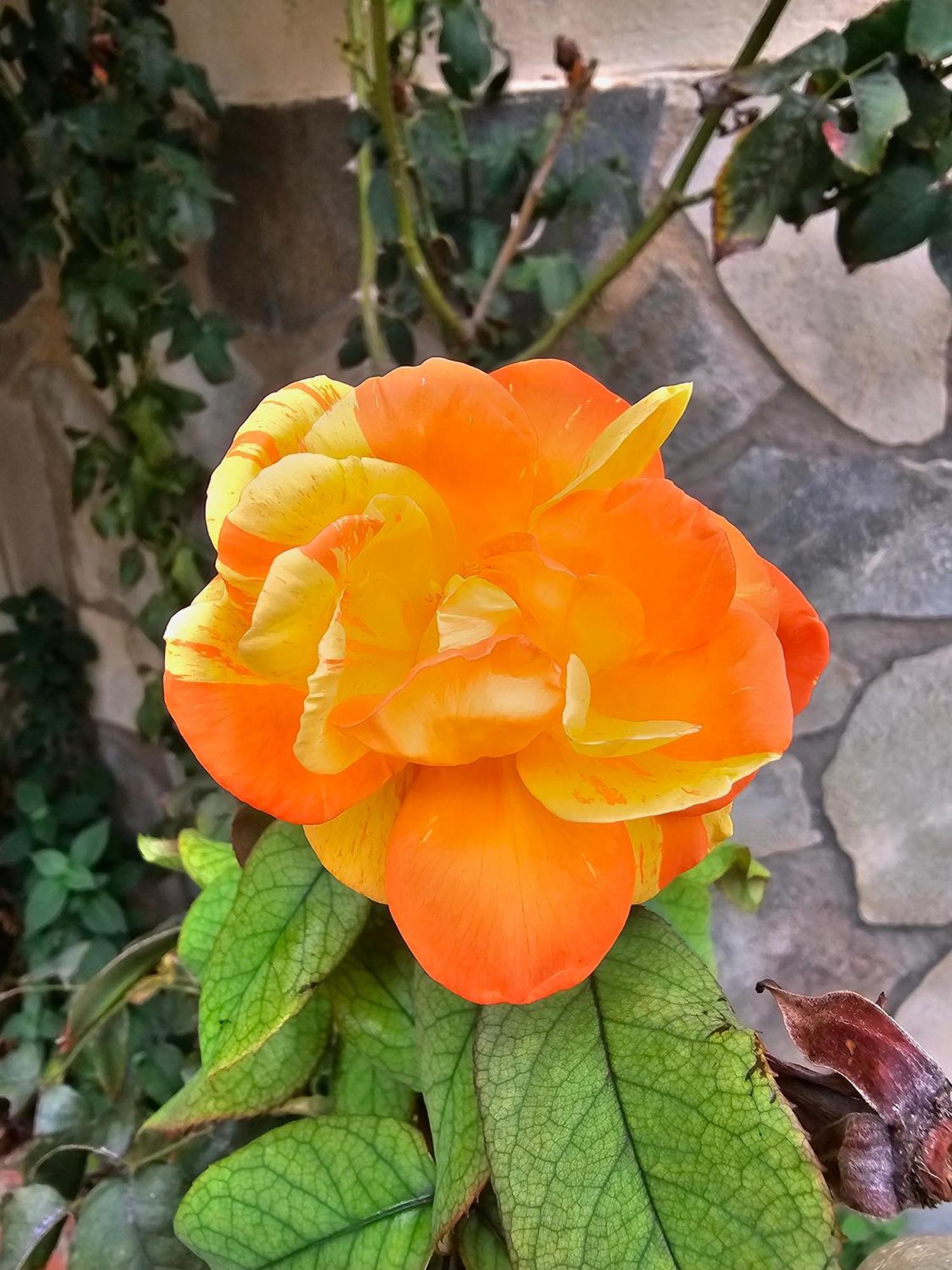 פלרמו Villa Rosa מראה חיצוני תמונה
